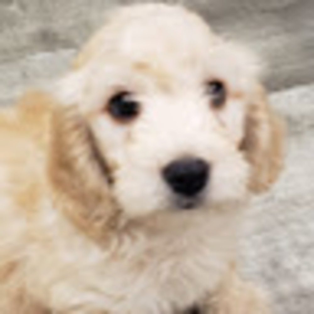 Meet your Posher, Mia